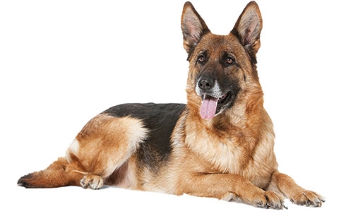 狗狗智商大比拼-德國牧羊犬(German Shepherd)